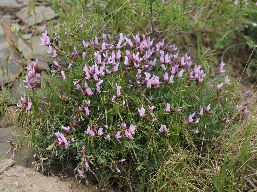 Image of Astragalus pachyrrhizus specimen.