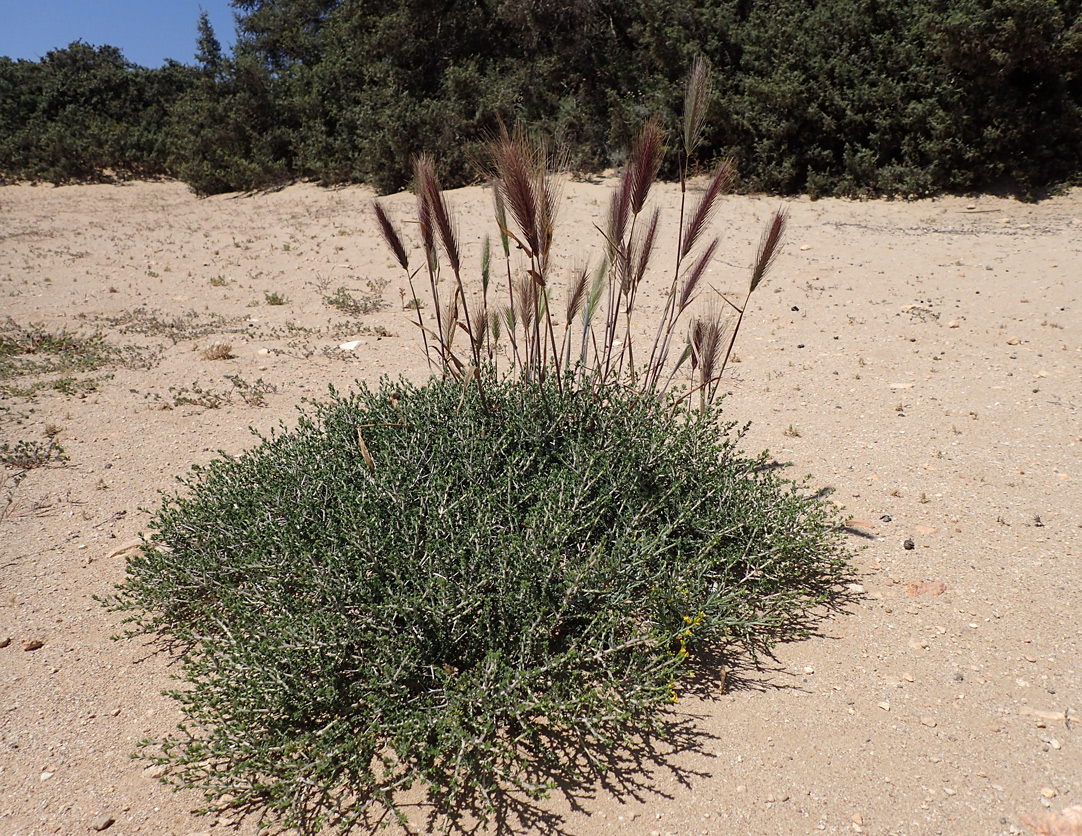 Image of Hordeum leporinum specimen.