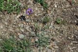 Astragalus stenoceras