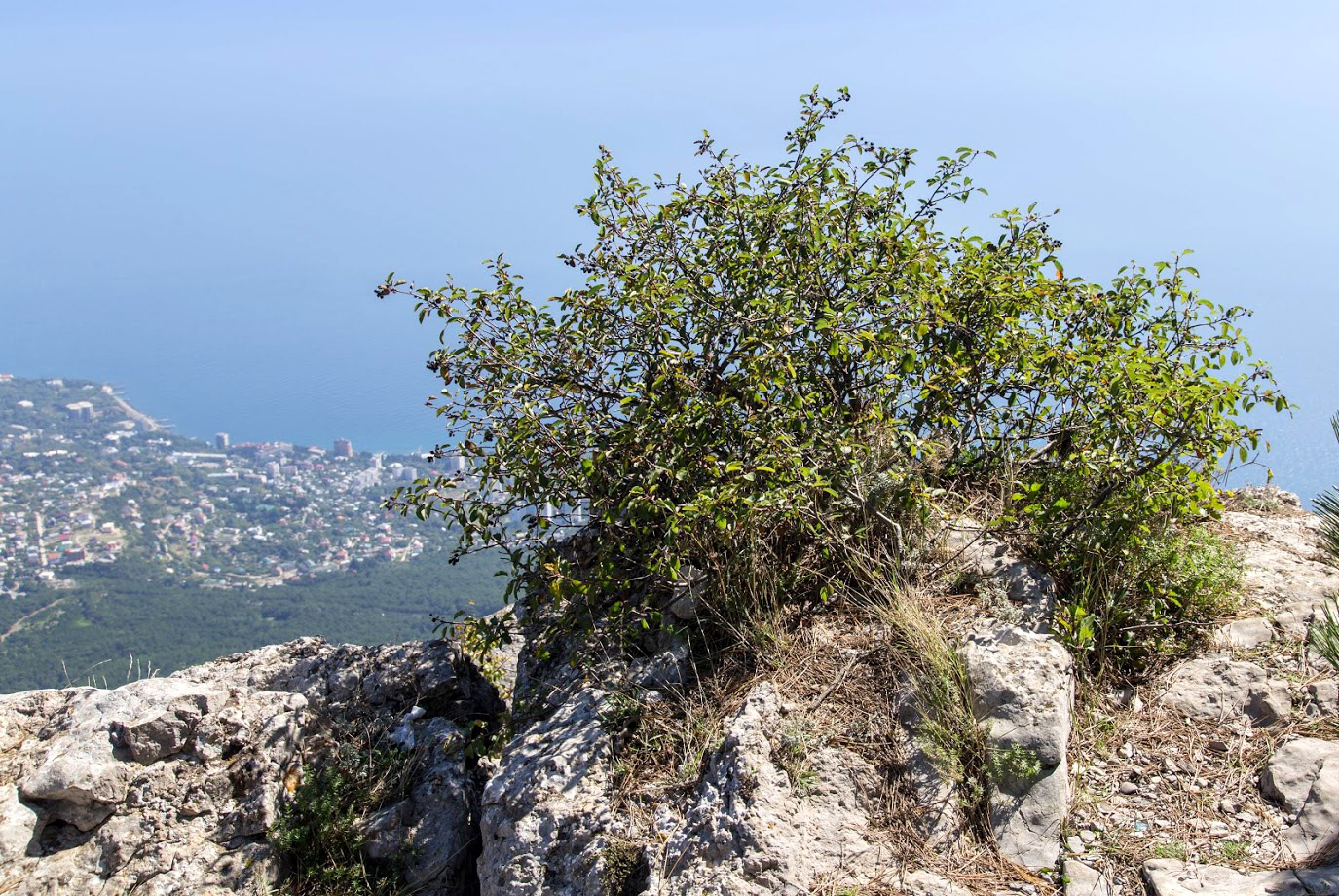 Image of Amelanchier ovalis specimen.