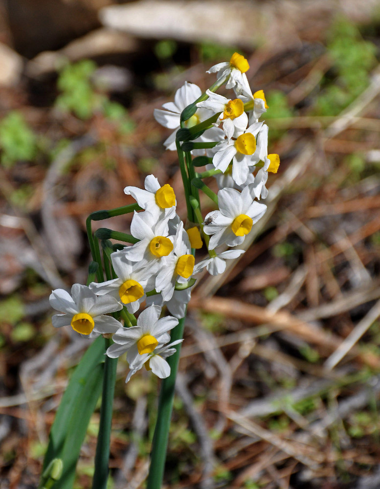 Изображение особи Narcissus tazetta.