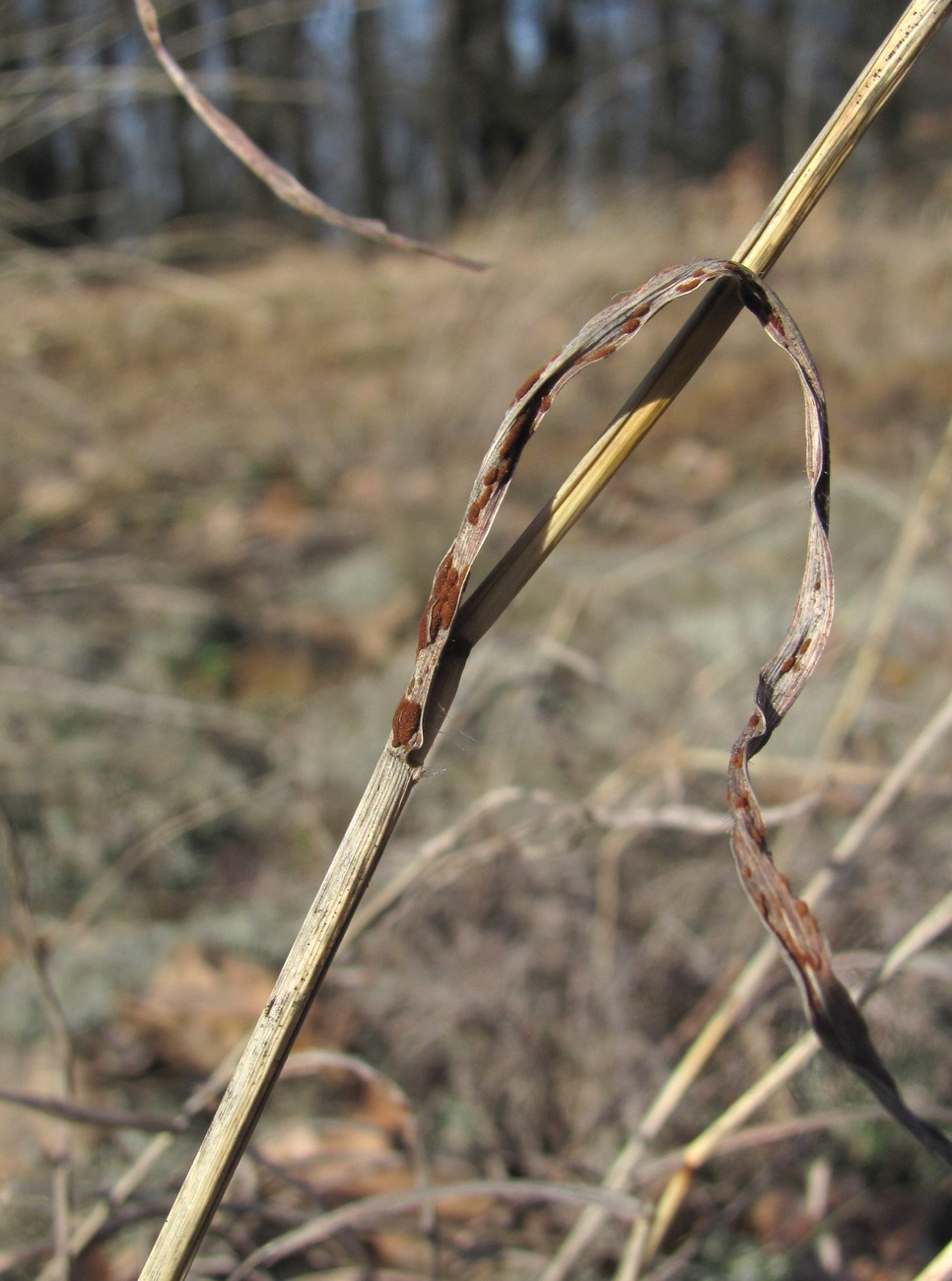 Image of Bothriochloa ischaemum specimen.