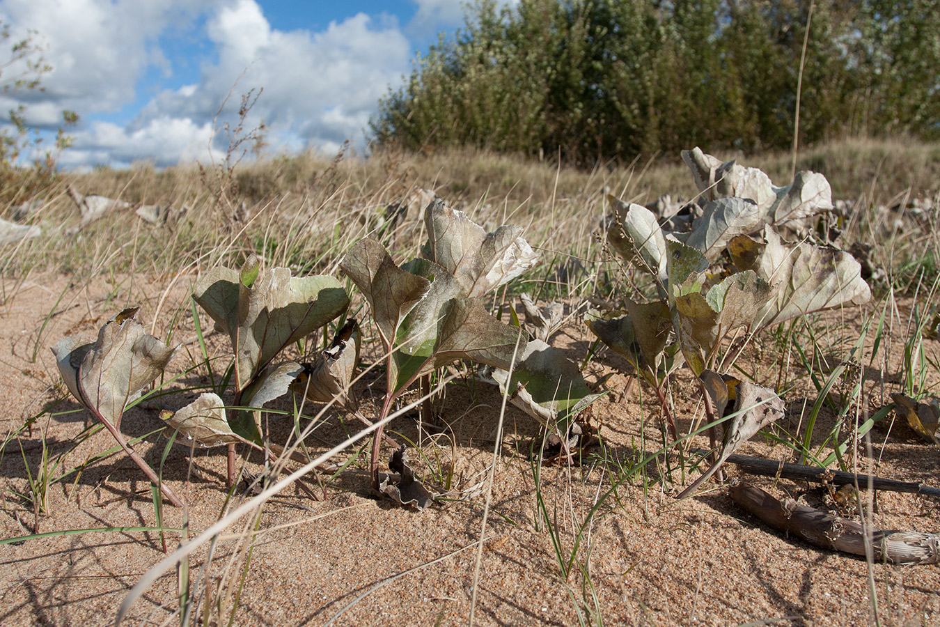 Изображение особи Petasites spurius.