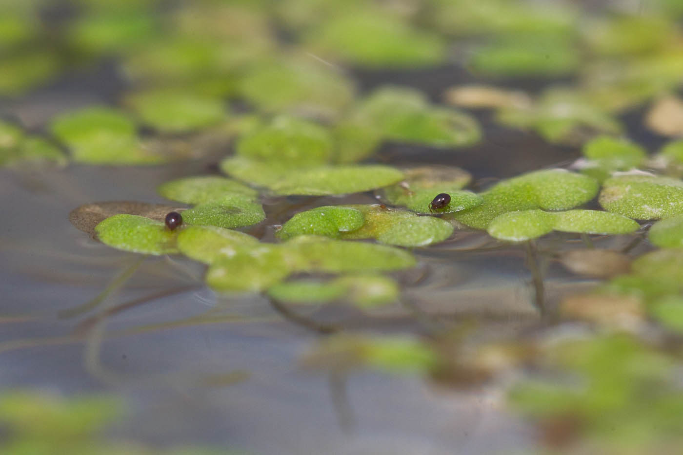 Image of genus Lemna specimen.