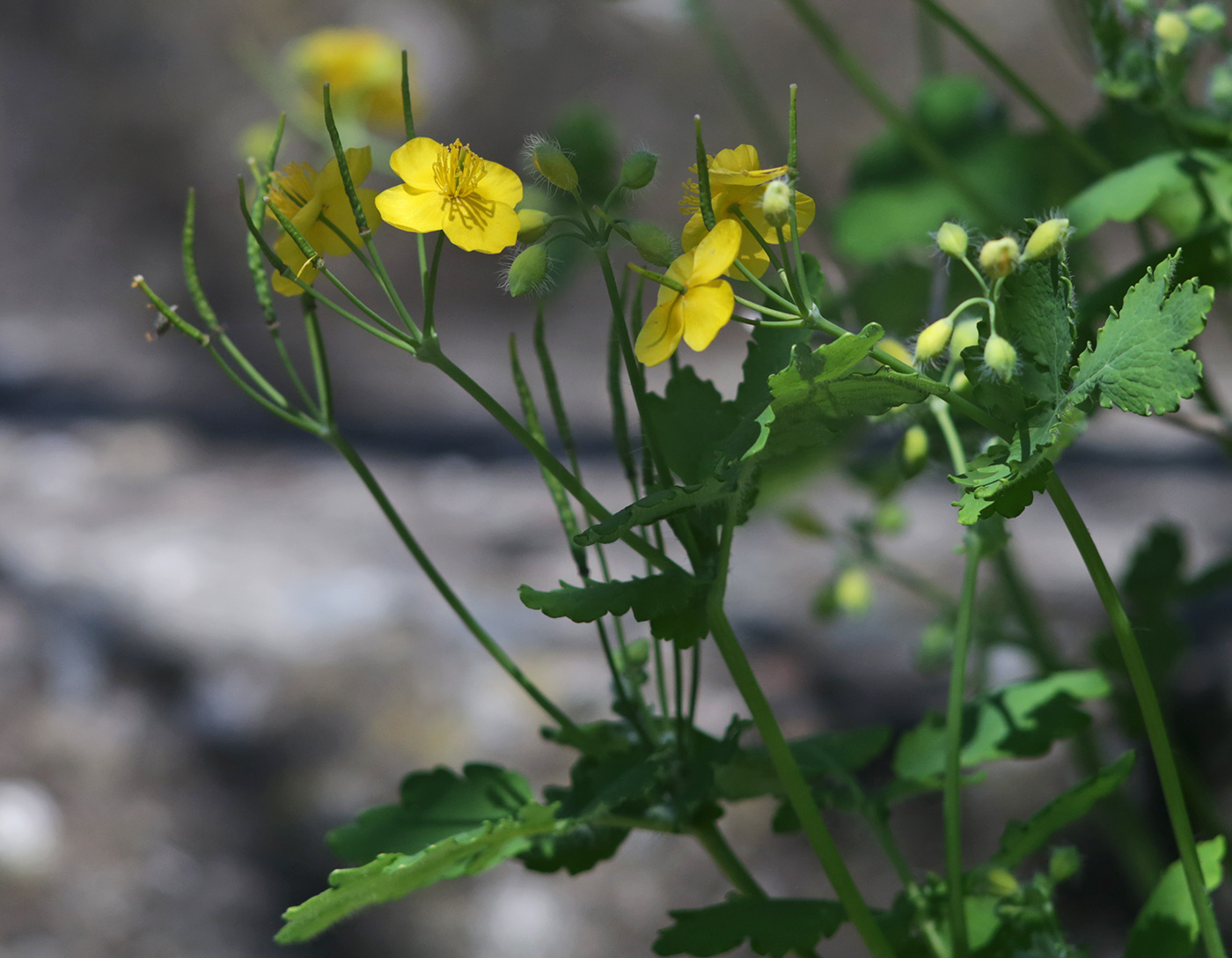 Изображение особи Chelidonium majus.