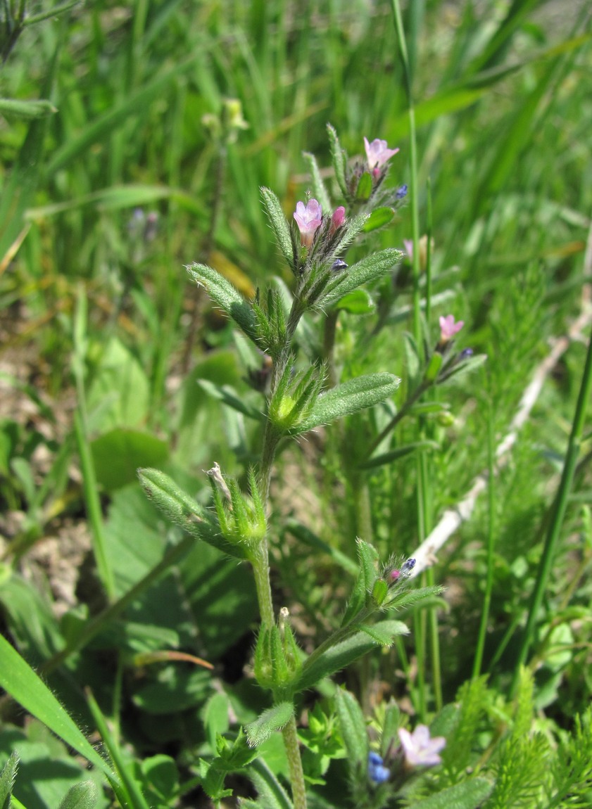 Image of Buglossoides arvensis specimen.