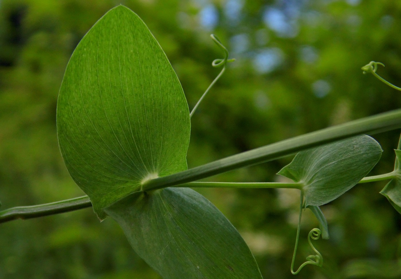 Изображение особи Lathyrus aphaca.