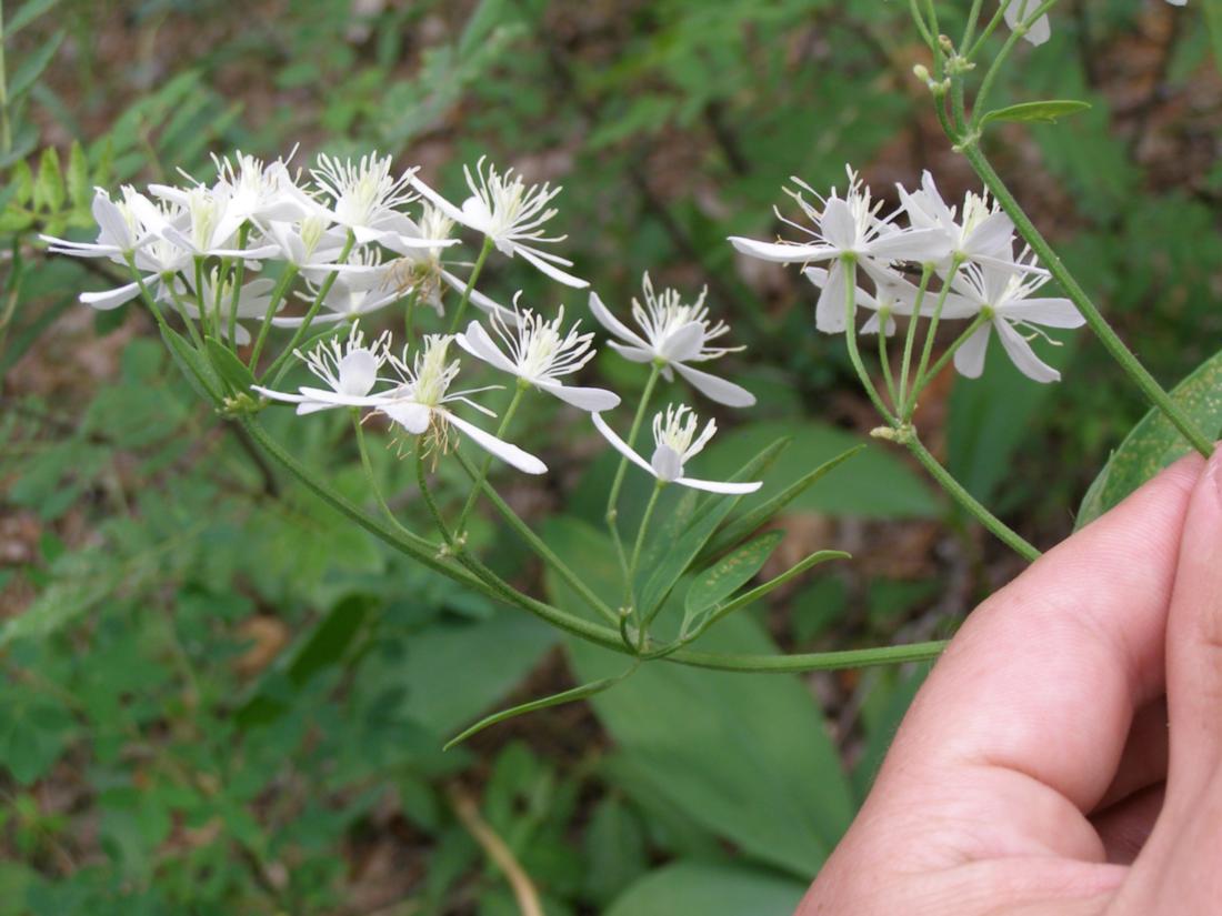 Image of Clematis recta specimen.