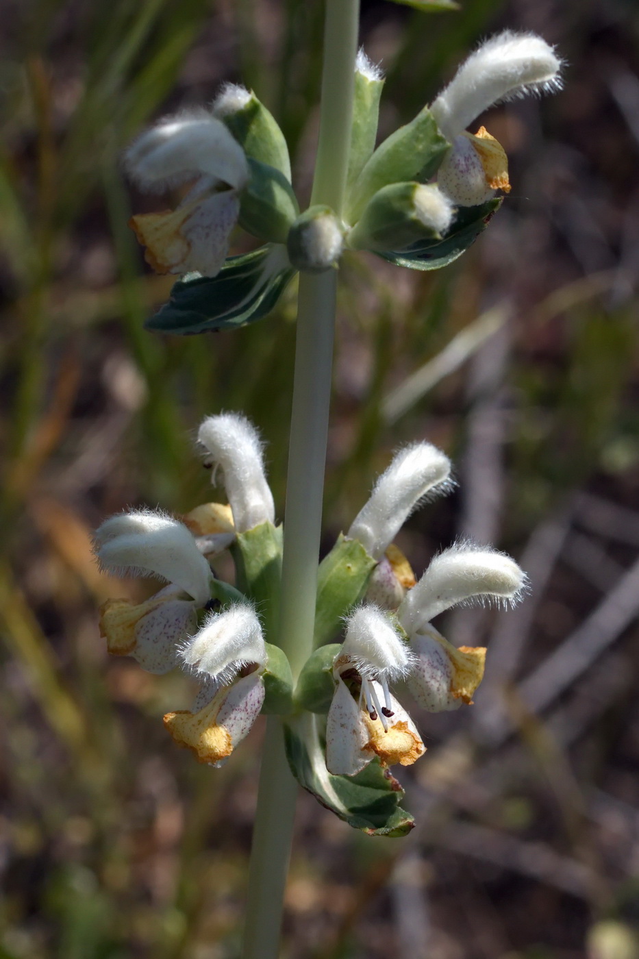 Image of Phlomoides nuda specimen.