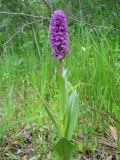 Dactylorhiza sibirica. Верхушка цветущего растения. Казахстан, Восточно-Казахстанская обл., Западно-Алтайский заповедник; Западный Алтай, хр. Линейский, ≈ 1500 м н.у.м., пойма ручья у дороги. 30 июня 2019 г.