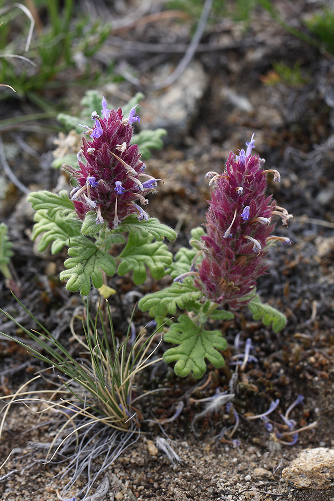 Изображение особи Dracocephalum pinnatum.