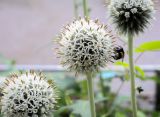 Echinops exaltatus