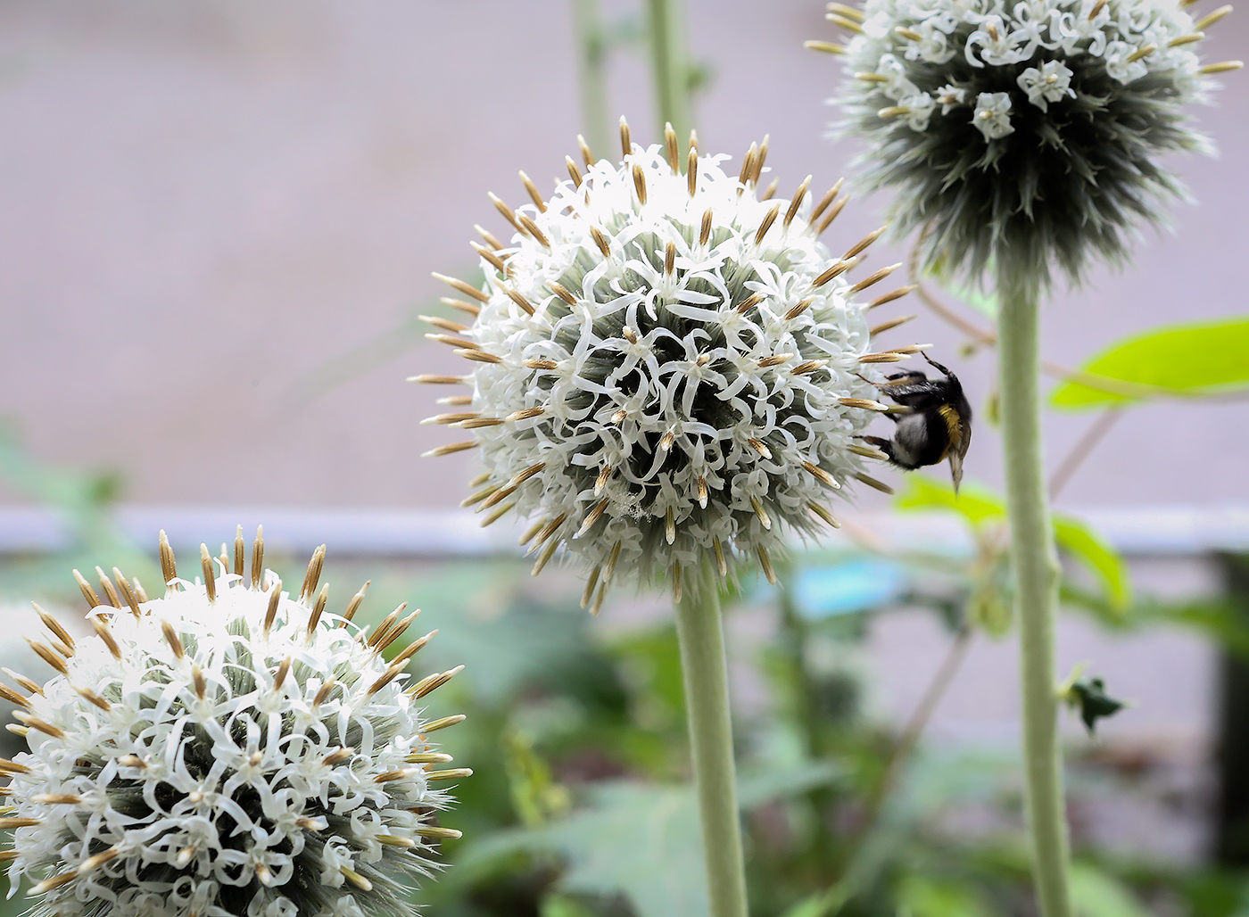 Изображение особи Echinops exaltatus.