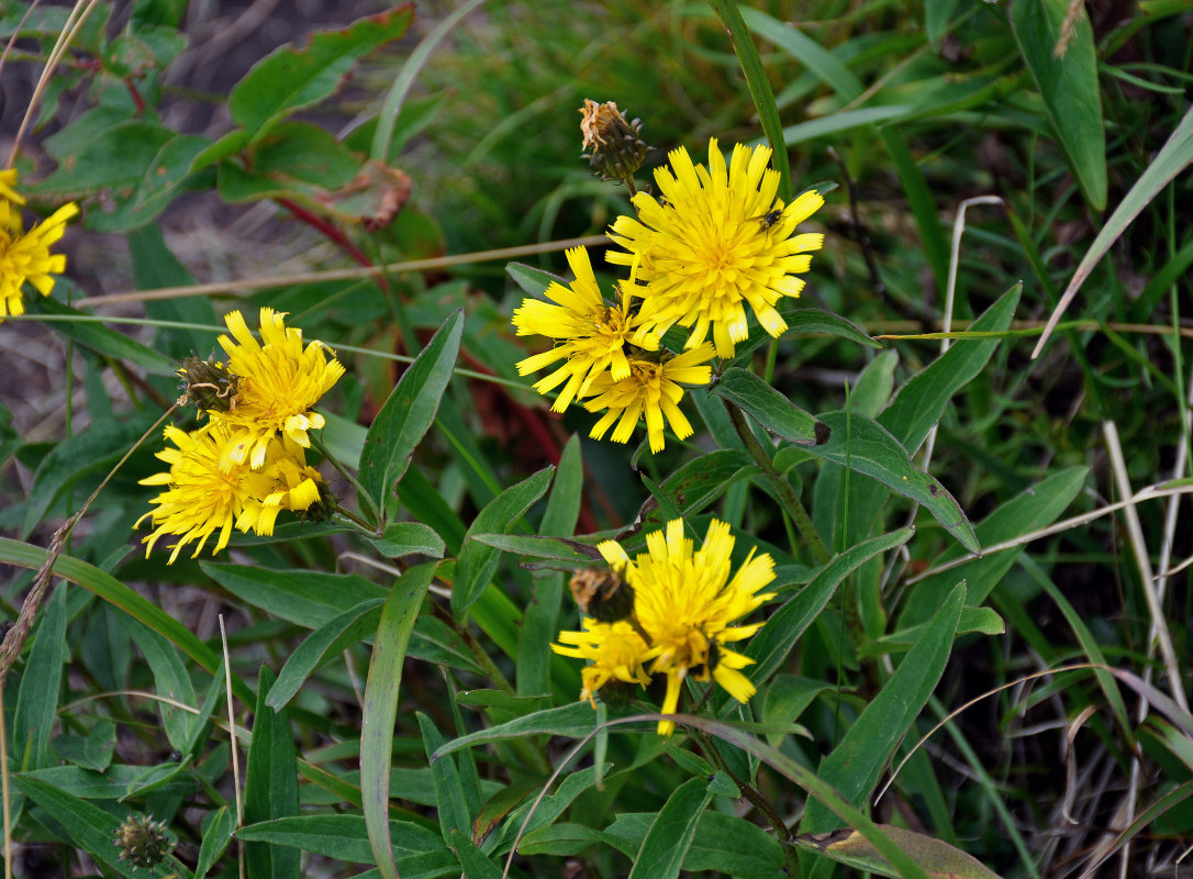 Изображение особи Hieracium umbellatum.