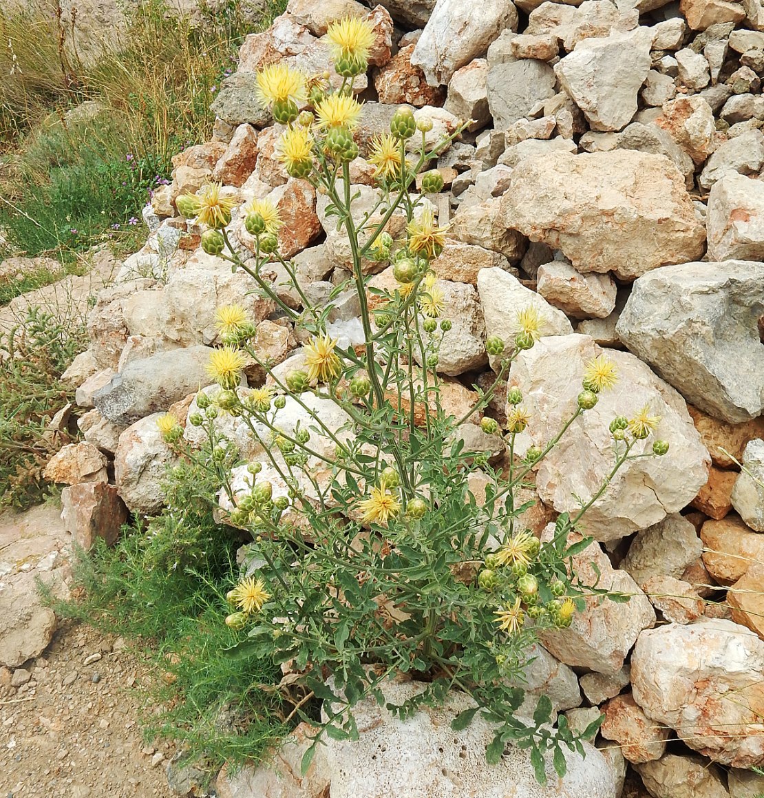 Image of Centaurea salonitana specimen.