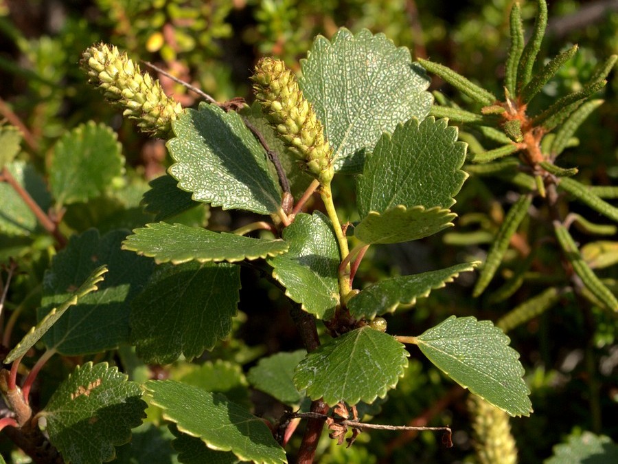 Image of Betula &times; alpestris specimen.