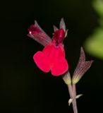 Image of taxon representative. Author is Татьяна Мальчинская