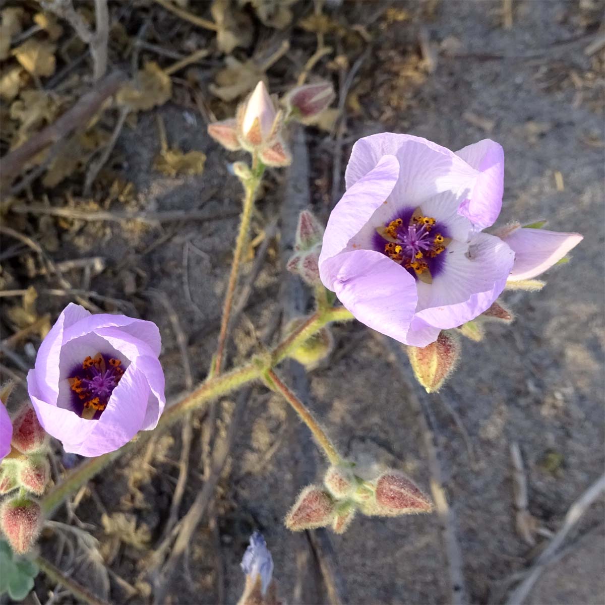 Image of Cristaria glaucophylla specimen.