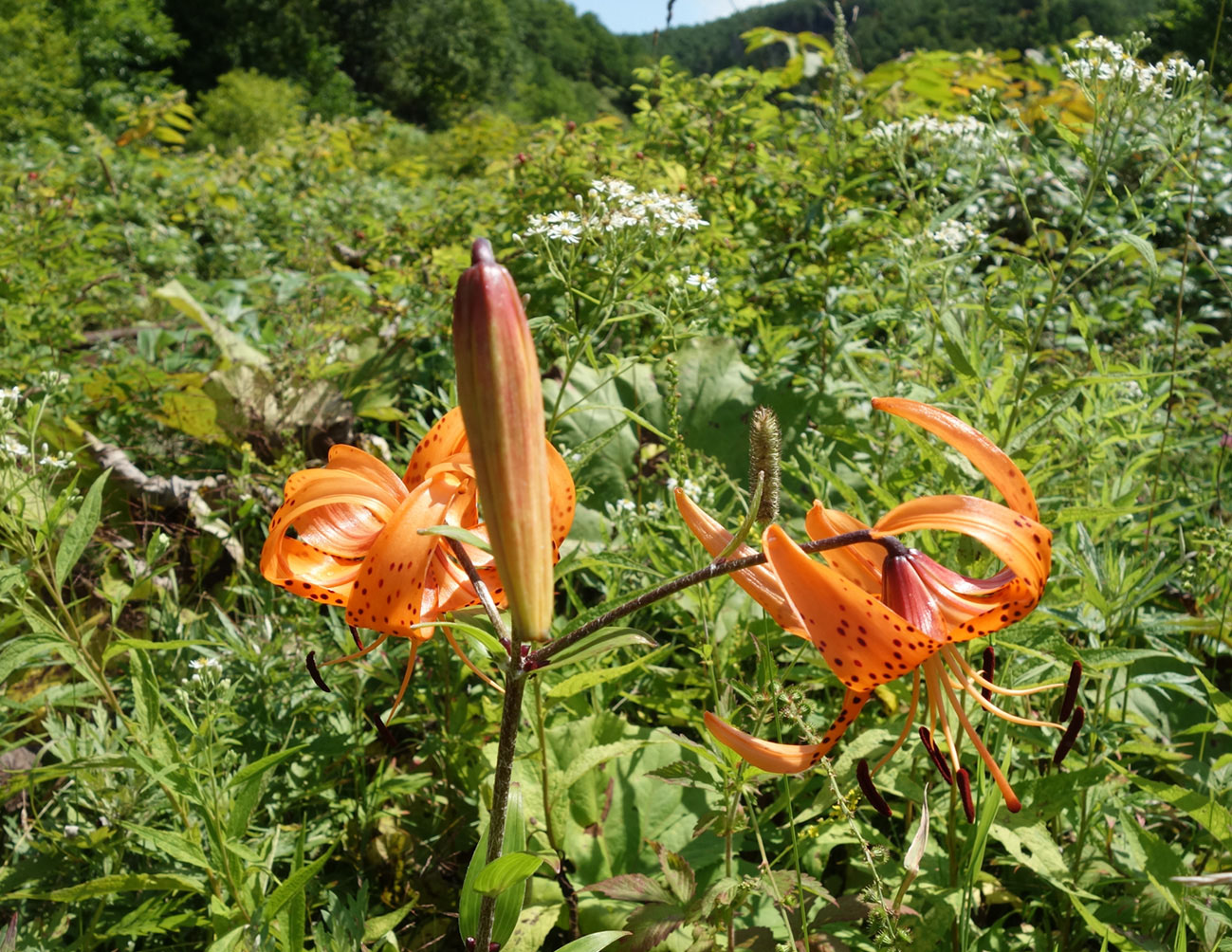 Image of Lilium lancifolium specimen.