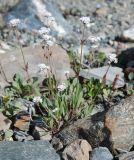 Gypsophila cephalotes