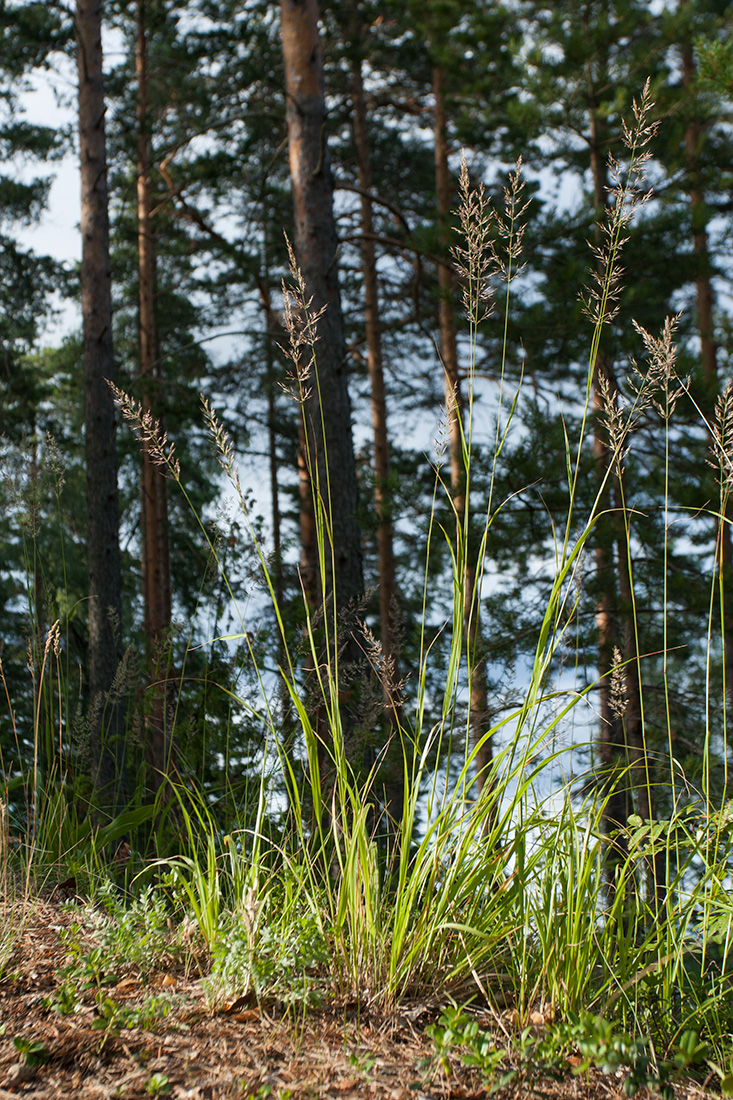 Изображение особи Calamagrostis arundinacea.