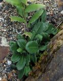 Arabis japonica