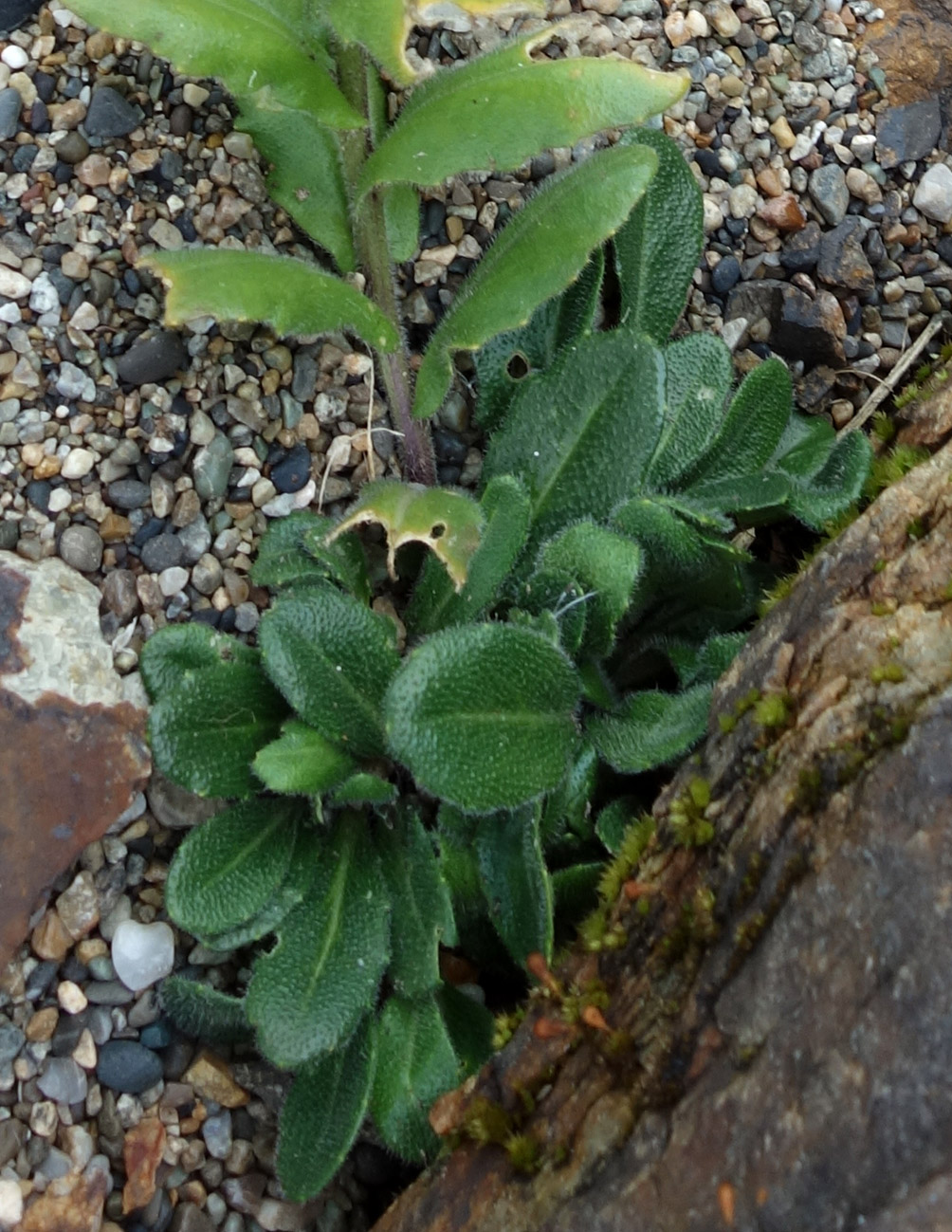 Image of Arabis japonica specimen.