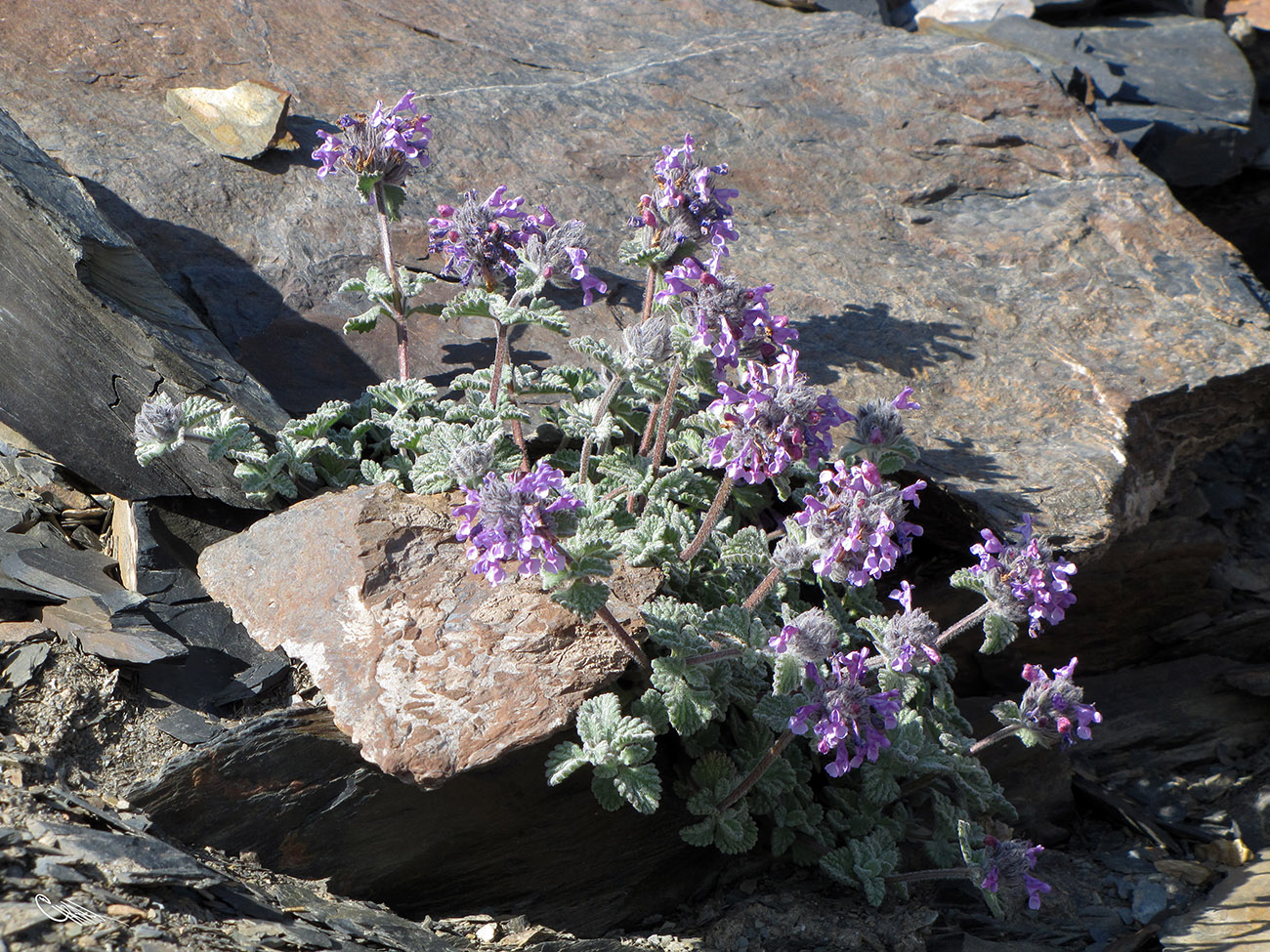 Image of Nepeta kokanica specimen.