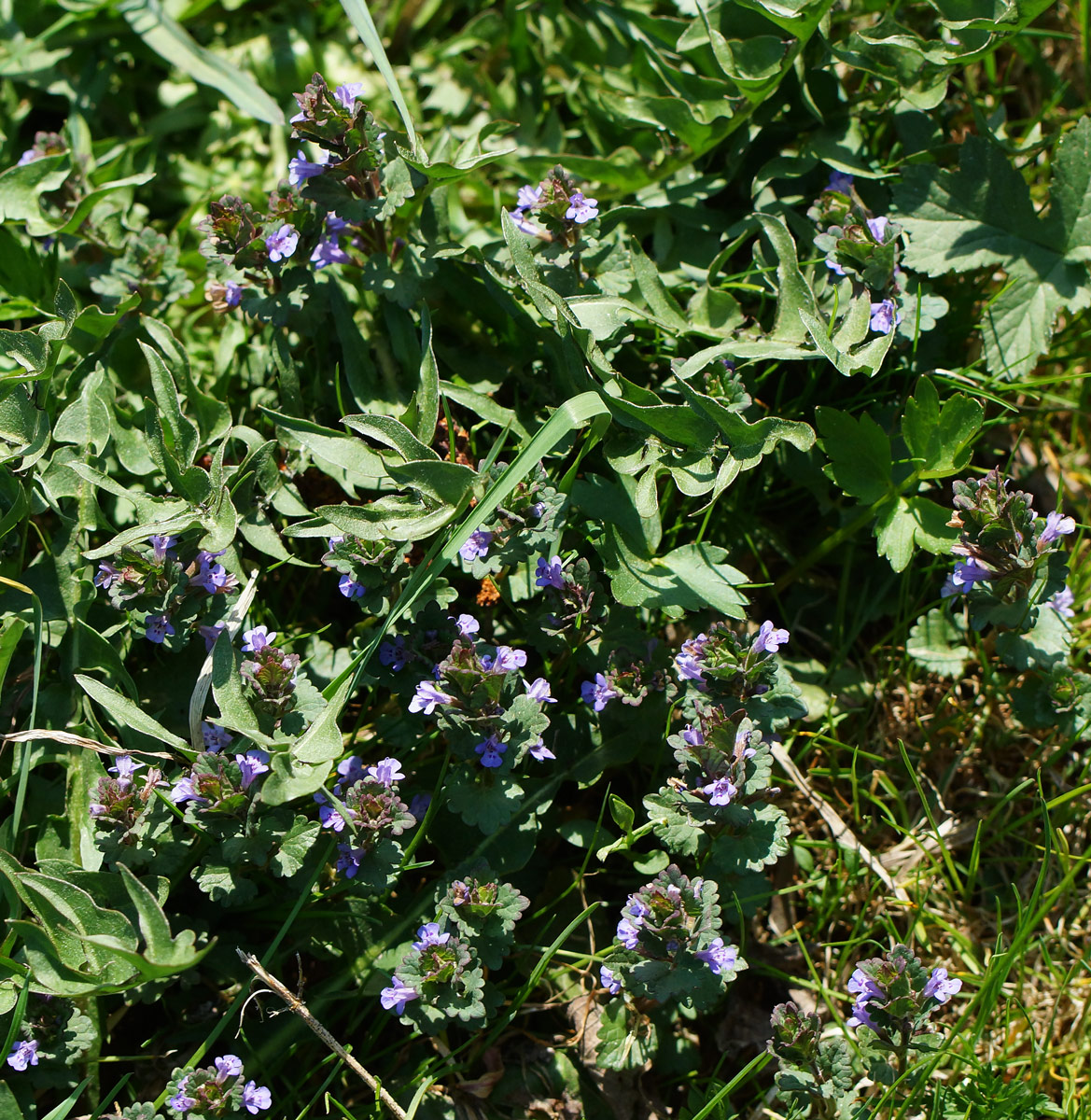 Изображение особи Glechoma hederacea.