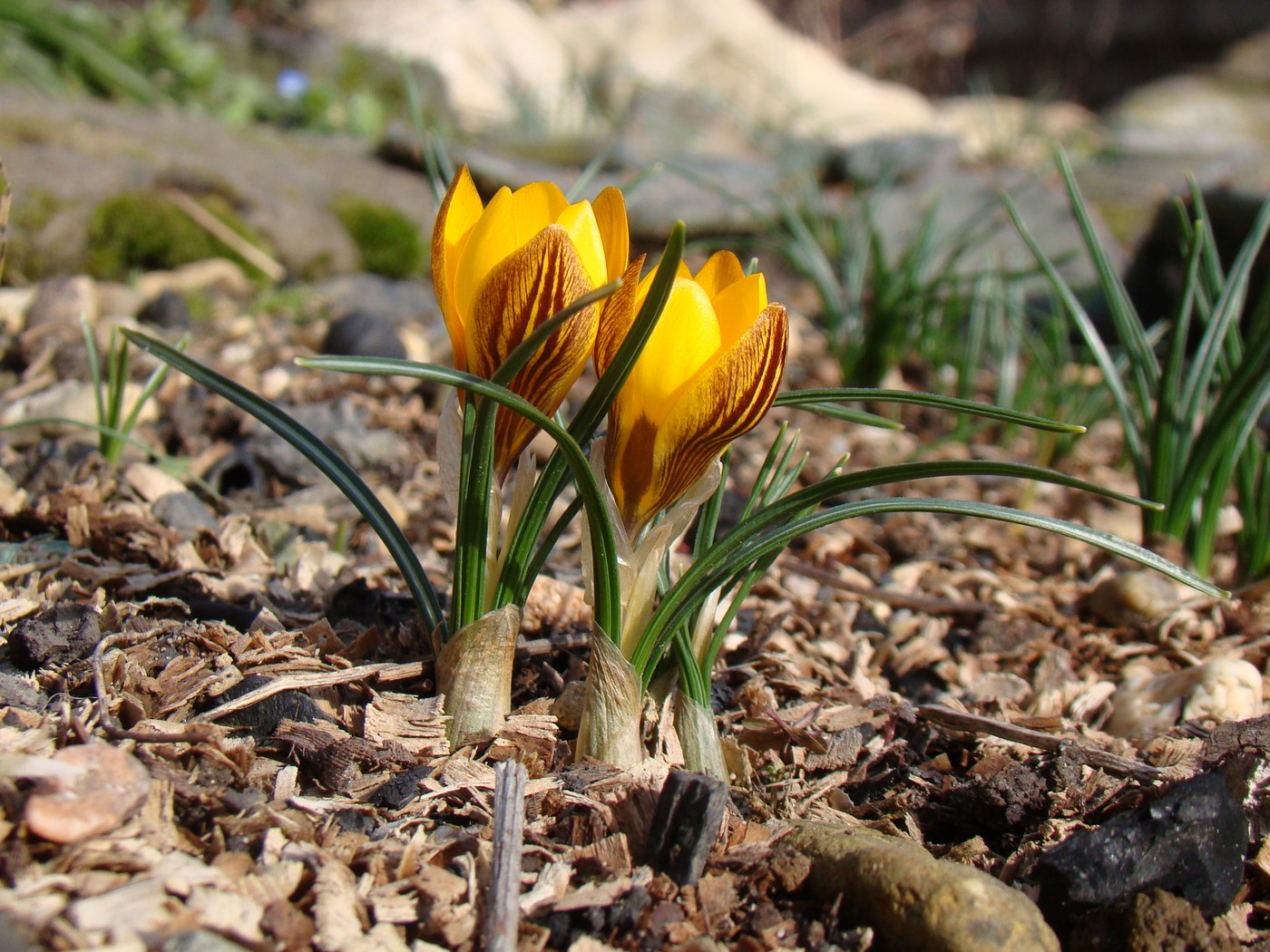 Image of Crocus chrysanthus specimen.