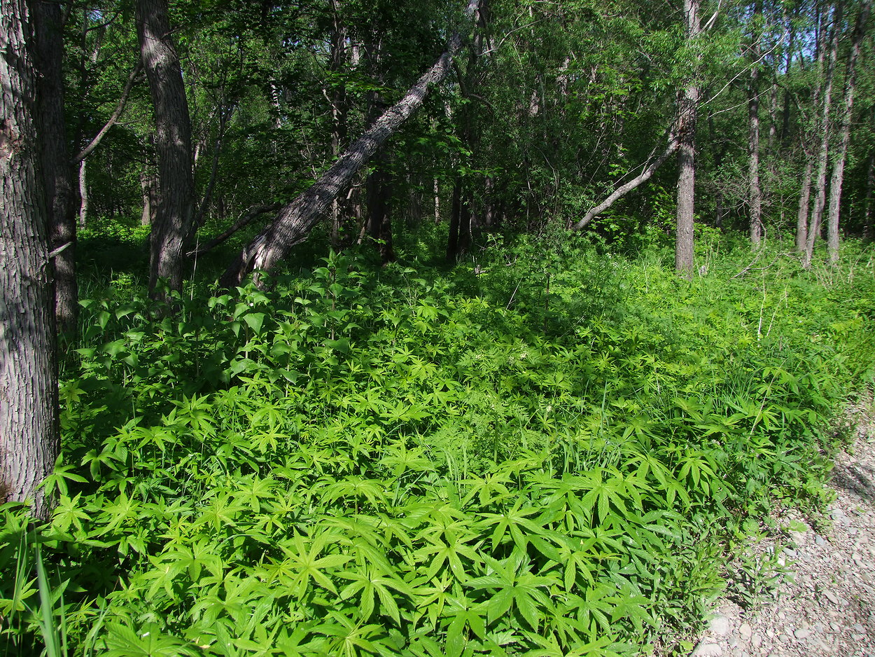Изображение особи Filipendula palmata.