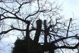 Robinia pseudoacacia. Крона покоящегося растения. Крона сильно пострадала в годы 1-й Мировой войны. Франция, Париж, V округ, сквер Рене Вивиани. 23.02.2020.