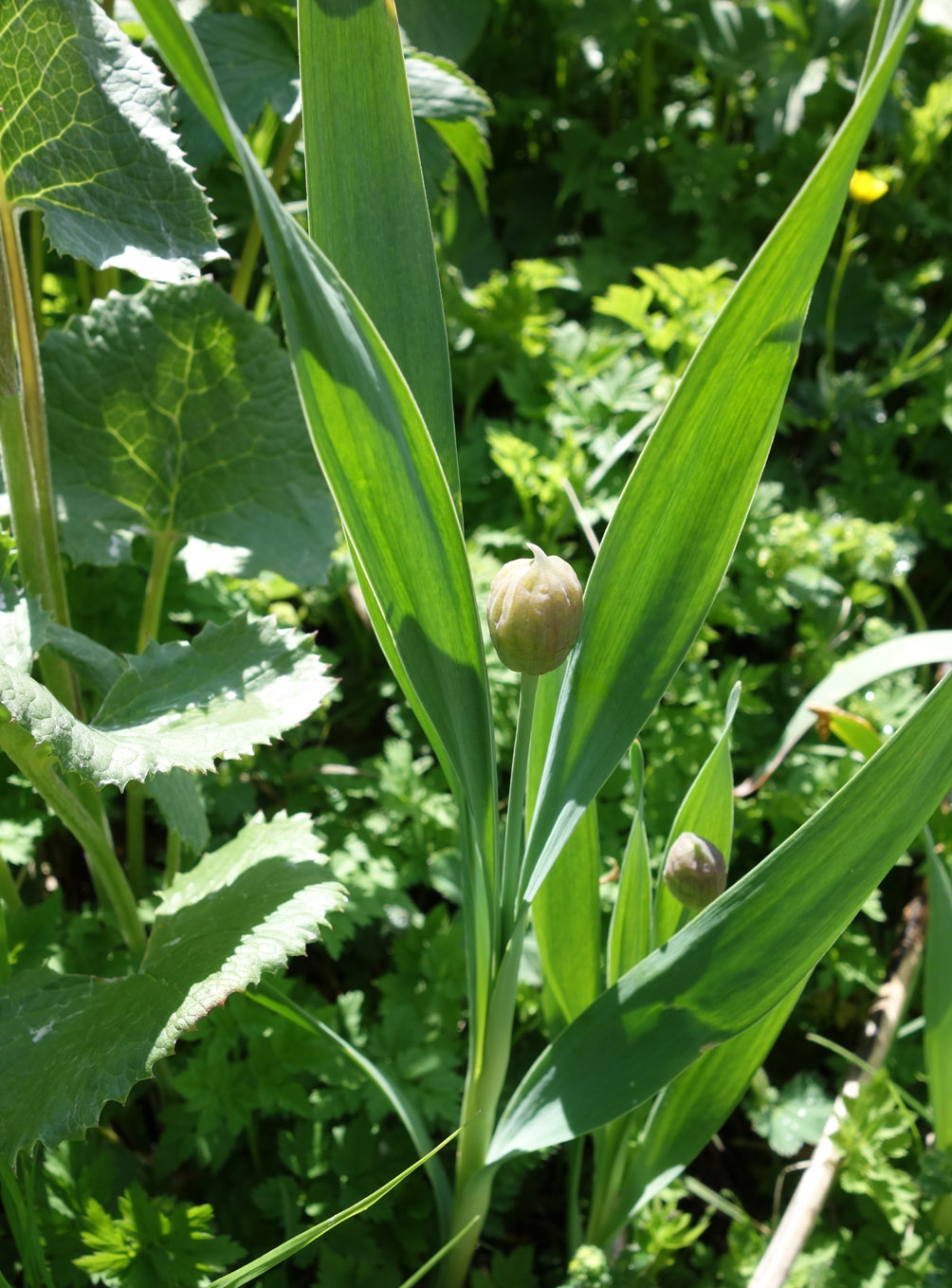 Image of Allium amblyophyllum specimen.