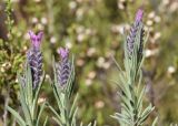 Lavandula stoechas