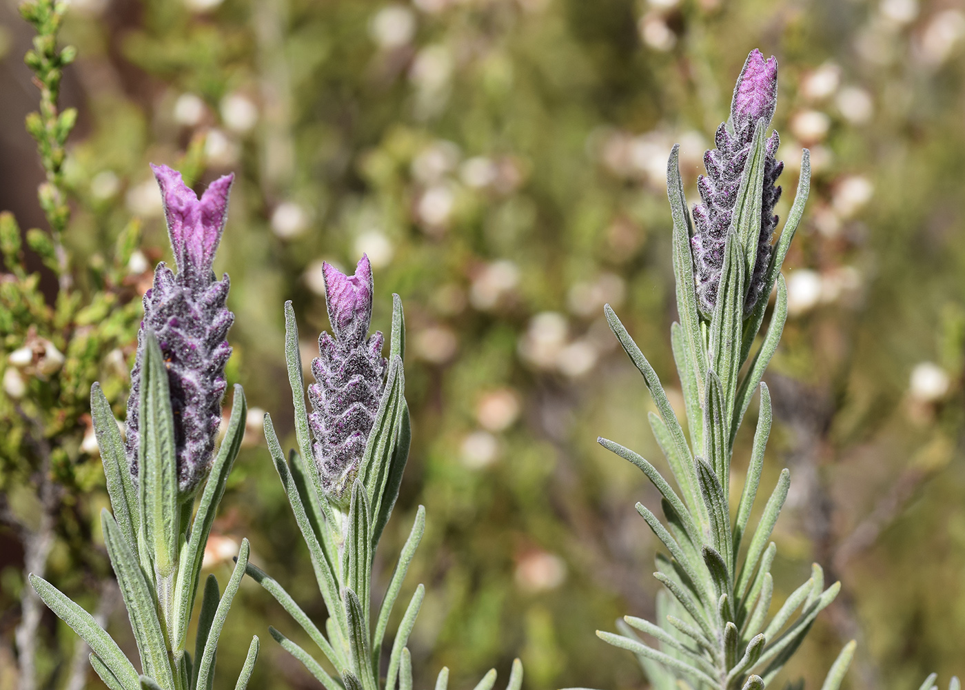 Image of Lavandula stoechas specimen.