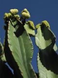Euphorbia ingens. Верхушки побегов с плодами и соцветиями. Испания, Канарские о-ва, Тенерифе, Пуэрто де ла Крус (Puerto de la Cruz), в городском озеленении. 11 марта 2008 г.