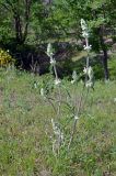 Phlomoides iliensis