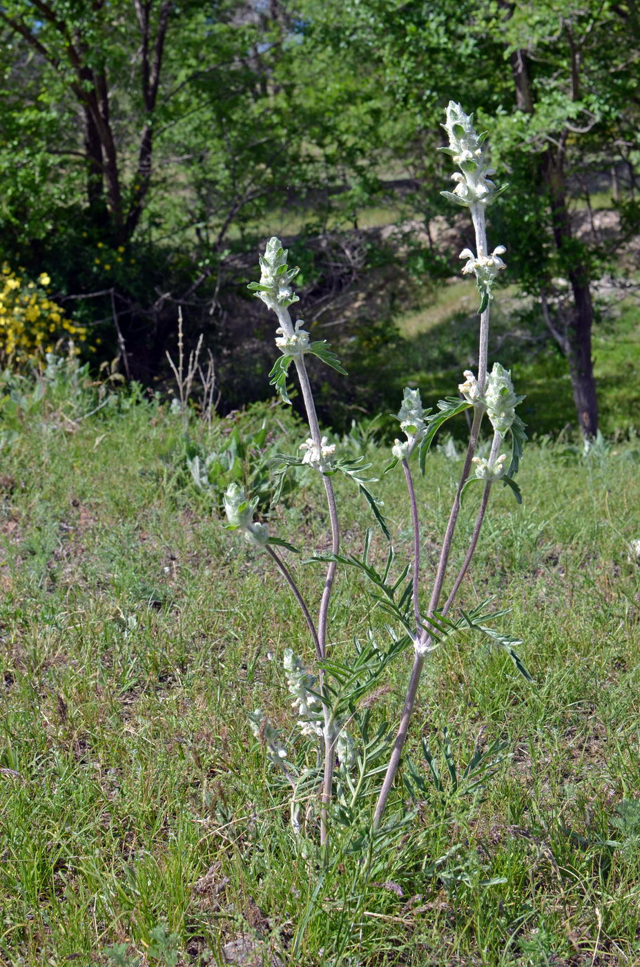 Изображение особи Phlomoides iliensis.