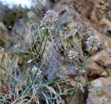 Allium tianschanicum