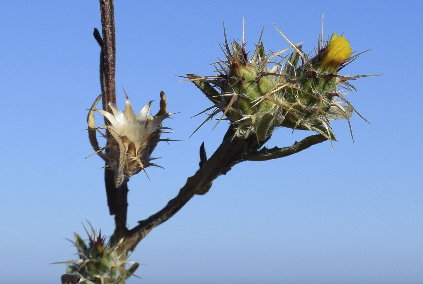 Image of Centaurea melitensis specimen.