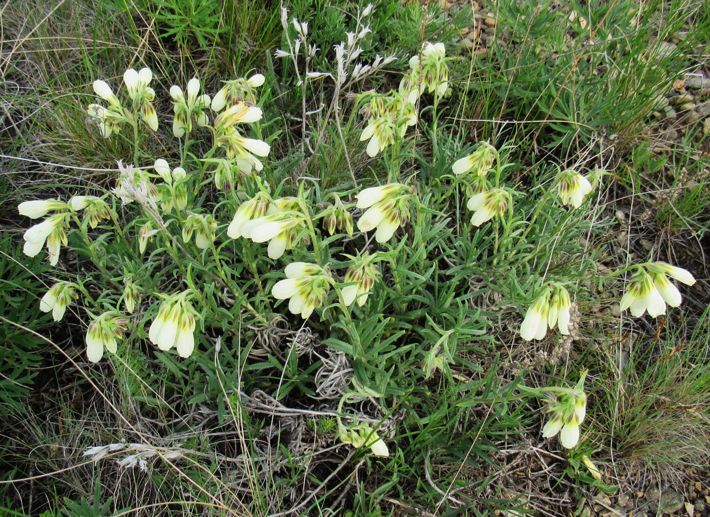 Изображение особи Onosma simplicissima.