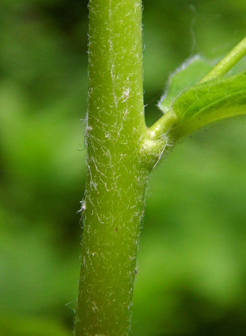Image of Euphorbia squamosa specimen.
