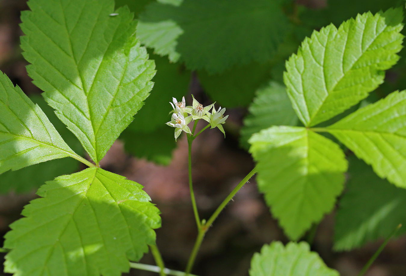 Image of Rubus saxatilis specimen.