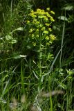 Euphorbia virgata. Верхушка цветущего растения. Республика Адыгея, г. Майкоп, южная окраина (северная окраина пос. Краснооктябрьский), луг. 30.05.2020.