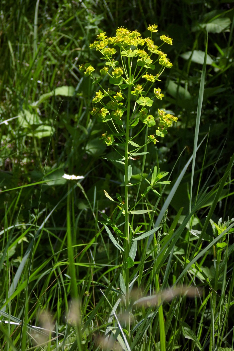 Изображение особи Euphorbia virgata.