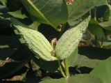 Asclepias syriaca