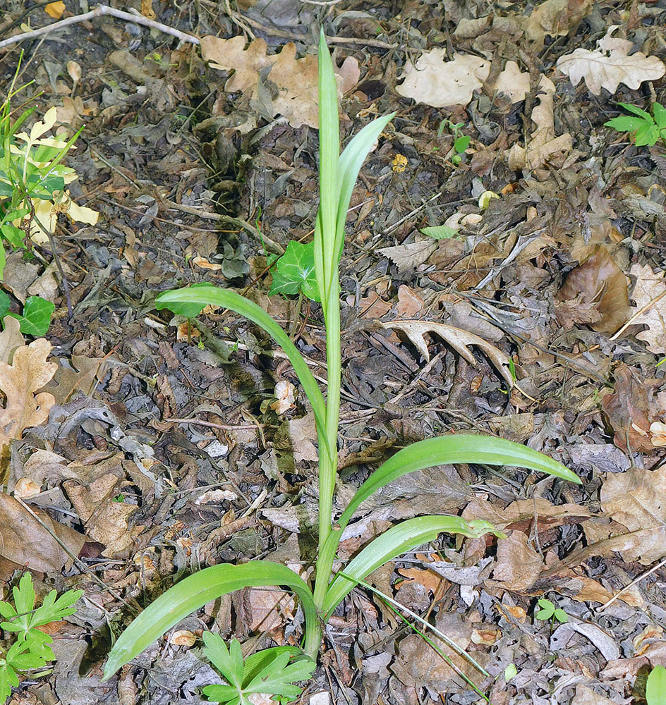 Изображение особи Anacamptis pyramidalis.