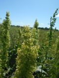 Rumex confertus