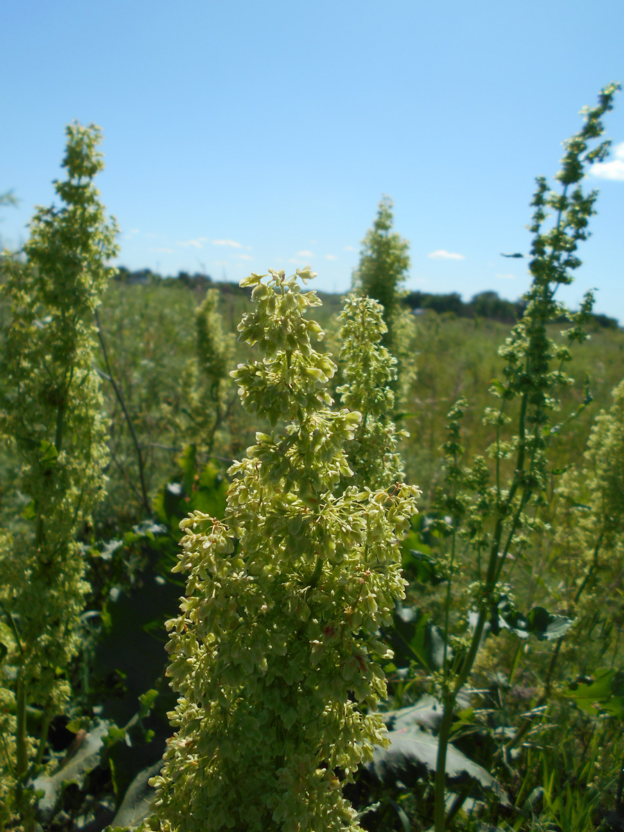 Image of Rumex confertus specimen.