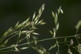 род Agrostis